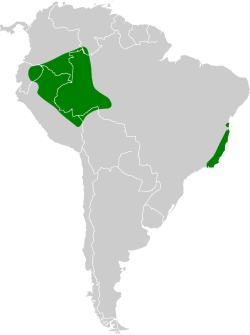 Distribución geográfica del rabudito ventrinegro.