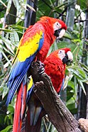 Scarlet macaws at Discovery Island.