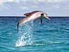 Dolphin in Zanzibar jumping out of the ocean