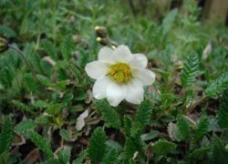 Tunturilapinvuokko (Dryas octopetala)