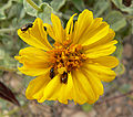 Encelia virginensis