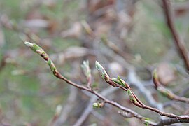 Bourgeons en mars