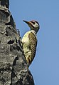 Fine-spotted woodpecker