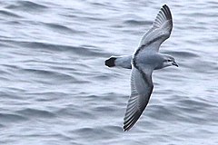 Description de l'image Fulmar prion.jpg.