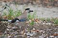 Die Unterart des Eichelhähers Garrulus glandarius atricapillus in Israel