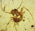 Gerontoformica contegus worker