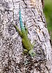 Green spiny lizard (Sceloporus malachiticus), male, Central Highlands, Costa Rica (31 January 2020)