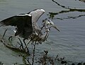 Héron gris (Ardea cinerea) sur le point de pêcher.