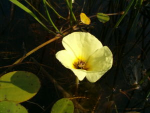 Hydrocleys nymphoides