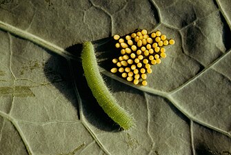 Chenille et œufs.