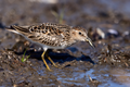 Playero menudo (Calidris minutilla)