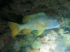 Lethrinus erythracanthus