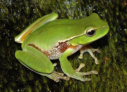 Leaf green tree frog, by Froggydarb
