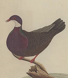 Lord Howe pigeon, Columba vitiensis godmanae