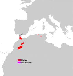 Distribución de M. sylvanus[1]​