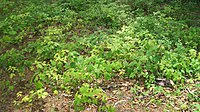 American Beech Fagus grandifolia Maple Climax community, Johnson City, TN