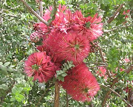 Melaleuca elliptica