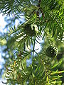 Metasequoia glyptostroboides young female cones