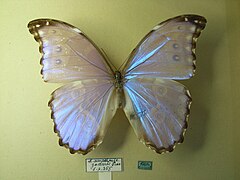 Morpho menelaus amathonte.