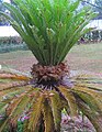 নাগচম্পা Cycas pectinata