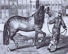 gravure en noir et blanc d'un cheval mené par la bride