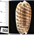 Oliva (Rufoliva) rufula Duclos, 1835, vista dorsale - Philippines