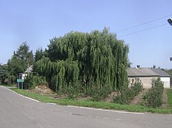 Voivodeship road in Ostrówik