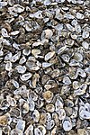 A large pile of oyster shells on Whitstable beach