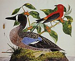 Painting of birds by William Savage