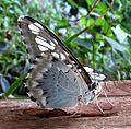 Parthenos sylvia lilacinus