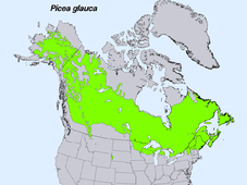 Range of Picea glauca