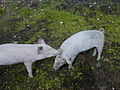 Lars' pigs on Senja