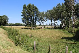 Image illustrative de l’article Prairies inondables du val de Saône