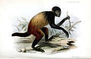 Drawing of black and brown monkey