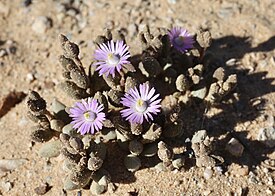 Psammophora modesta