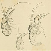 Three lobster-like animals seen from the right side
