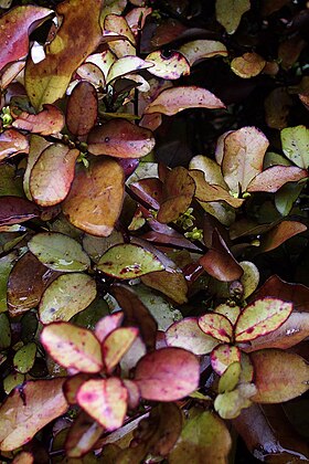 Pseudowintera colorata