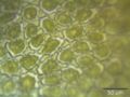 Ptilidium ciliare, a leafy liverwort
