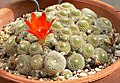 Rebutia heliosa