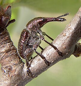 Імаго ринхіта вишневого Rhynchites auratus