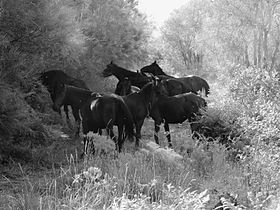 Chevaux Sanfratellano dans le parc de l'Etna.