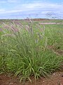 Yerba (Pennisetum setaceum)