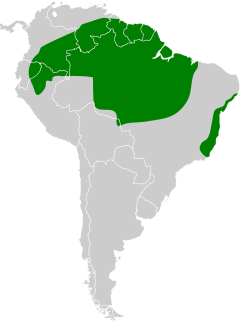 Distribuição do ipecuá