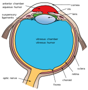 Another view of the eye and the structures of the eye labeled