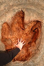 Fossilerat fotavtryck av Tyrannosaurus, “Museum of Science”.