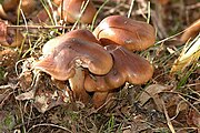 The cap of this mushroom is chestnut brown to red-brown