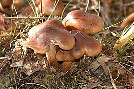 La couleur du chapeau du Tricholome brûlé est brun châtain à roux-marron.