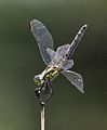 Female Jaunty Dropwing