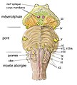 Vue ventrale du tronc cérébral.