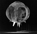 Image 24Operation Tumbler-Snapper, by Lawrence Livermore National Laboratory (from Wikipedia:Featured pictures/Sciences/Others)